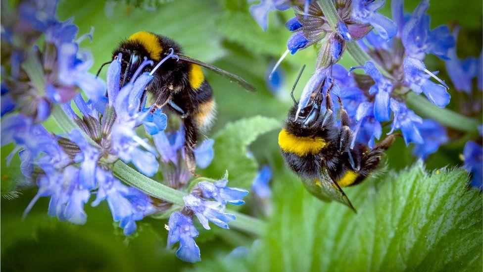 Bombus Arıları, Bulmacaları Çözmeyi Öğreniyor!