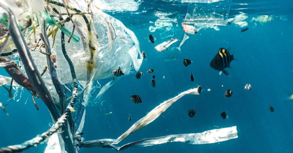 Çığır Açan Çalışma: Tehlikeli İstilacı Türler ve Sudaki Plastik Kalıntıları