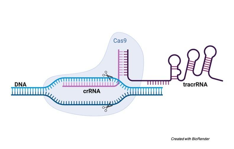 Crispr Gen Teknolojisi Nedir, Ne İşe Yarar?