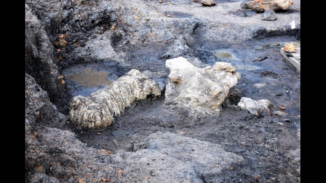 İşte Antik Dünya'ya Işık Tutan Dinozor Fosilleri!